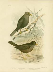 Grey-Headed Blackbird, 1891 by Gracius Broinowski
